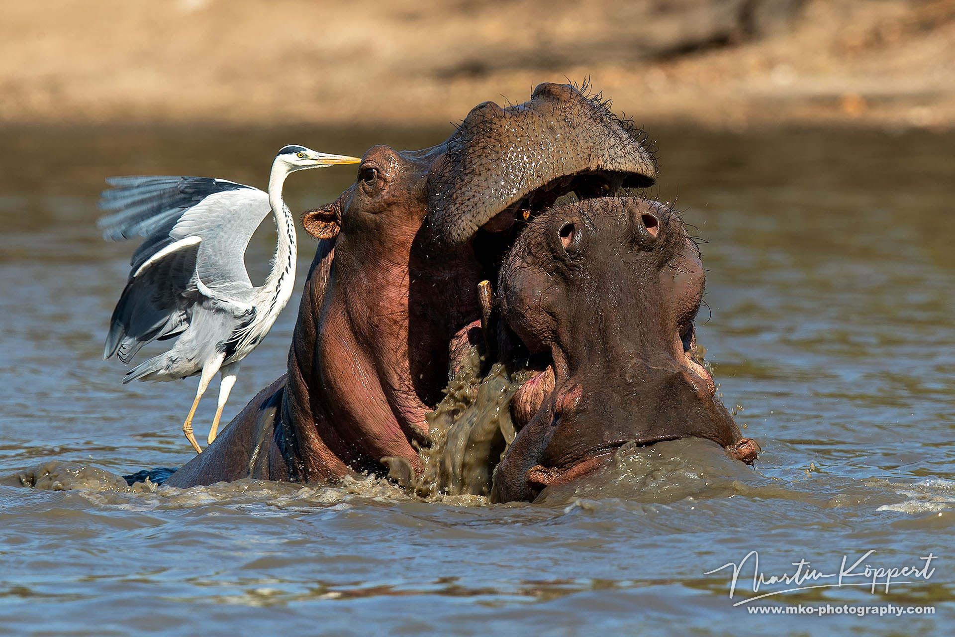 Hippo Fight Mana Pools North Zimbabwe