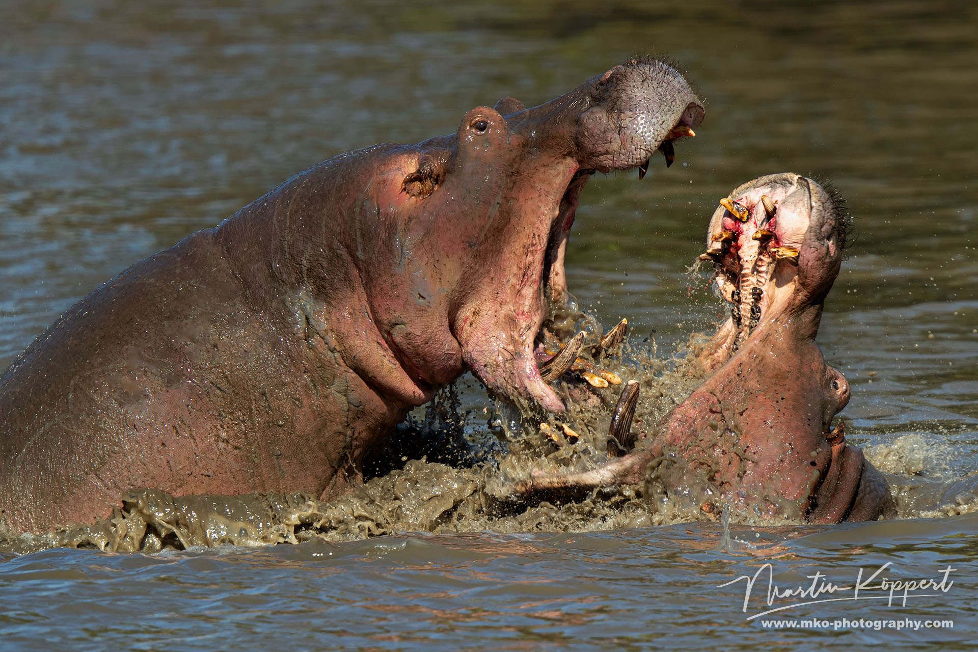 Hippo Fight Mana Pools North Zimbabwe