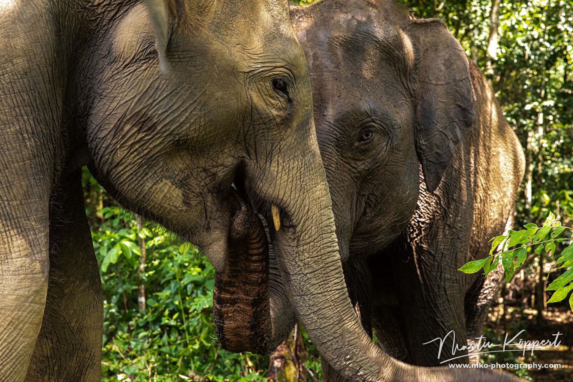 Elephants Barumun NP Sumatra Indonesia