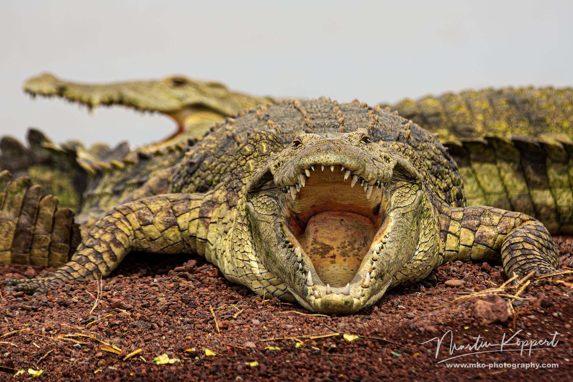 Crocodile Nechisar NP South Ethiopia
