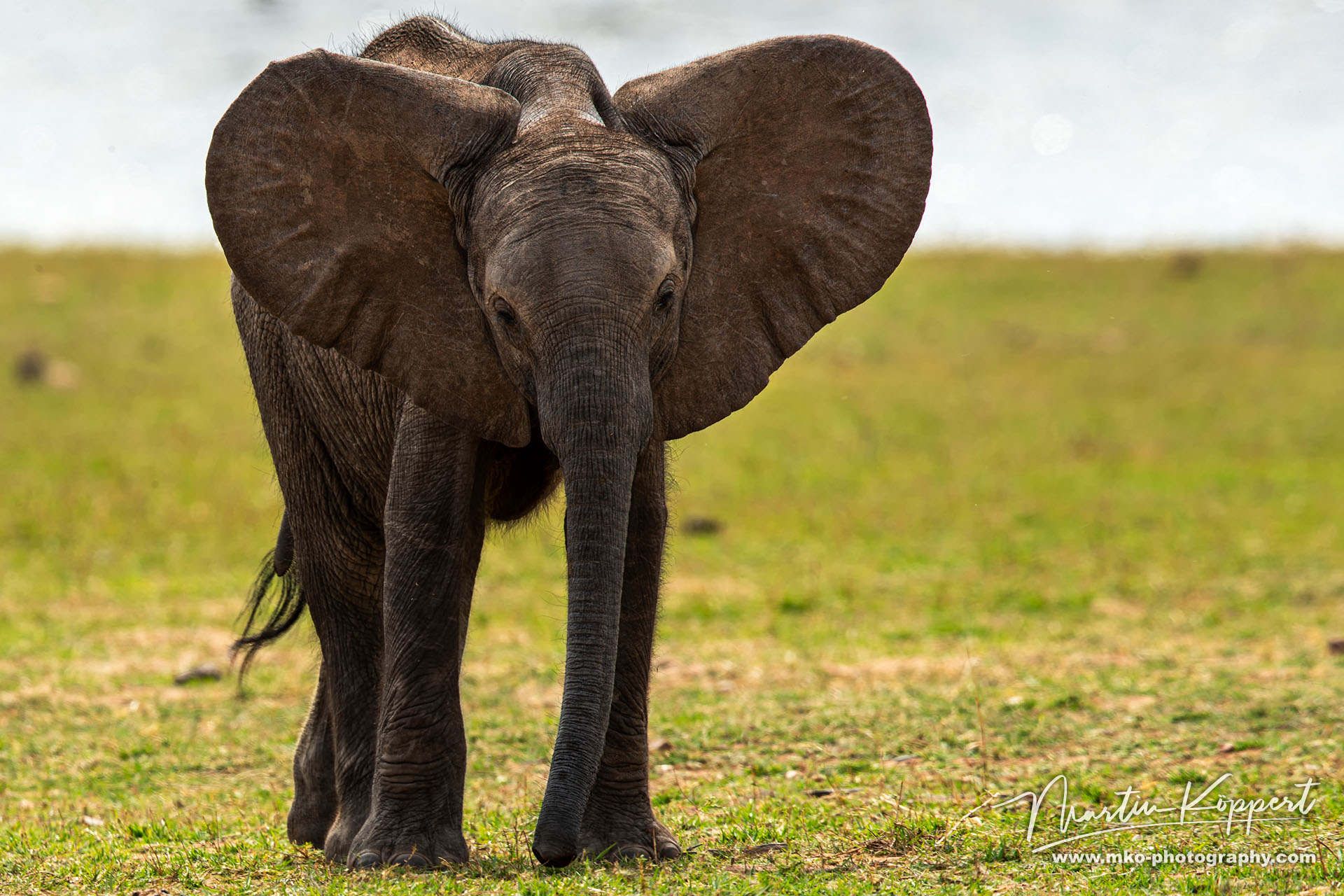 Elephant Matusadona NP Zimbabwe