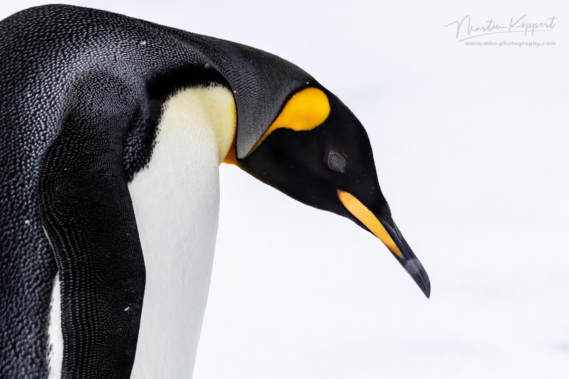 king_penguin_Aptenodytes_patagonicus_Grytviken