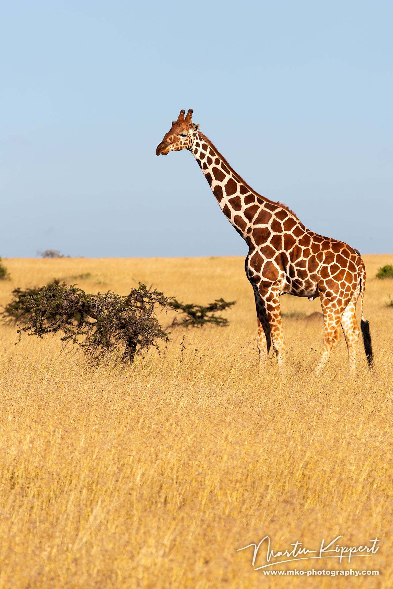 Giraffe Samburo NP Central Kenya