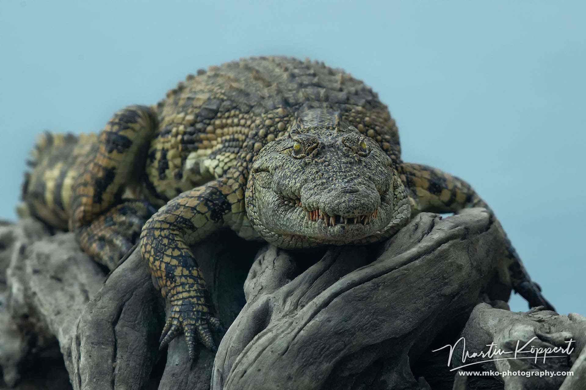 Crocodile Kafue NP West Zambia