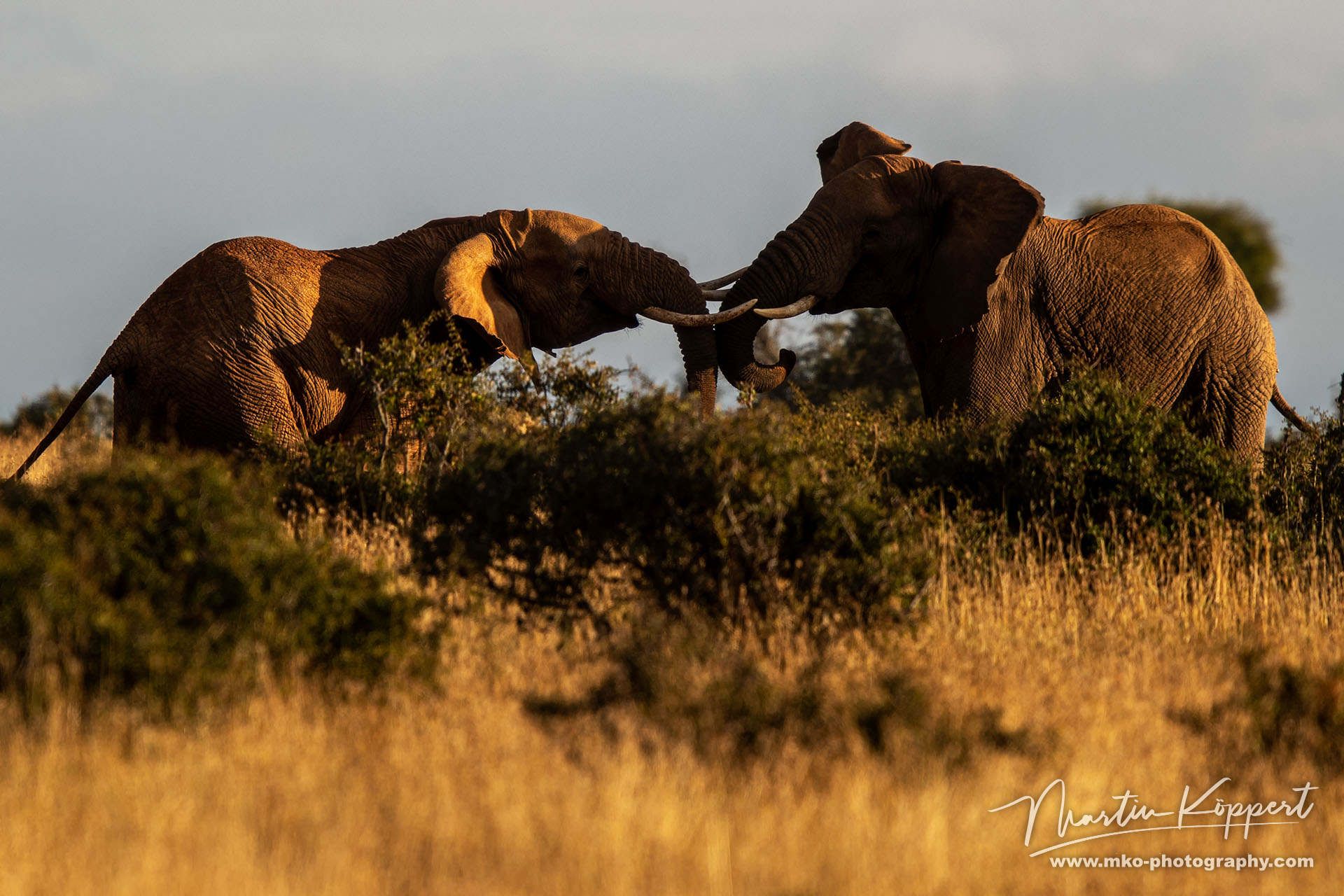 Elephants Laikipia Plateau Central Kenya