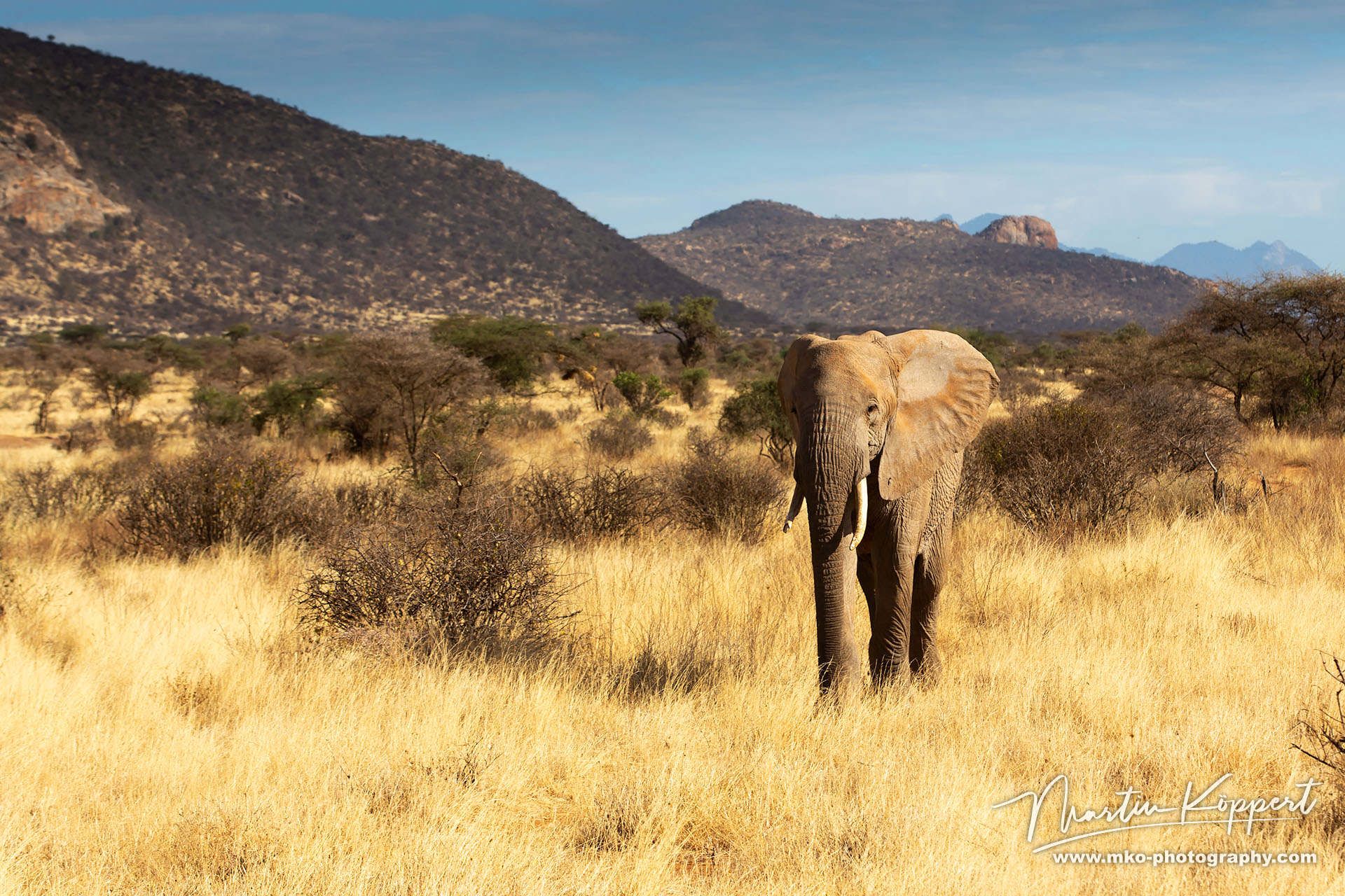 Elephant Samburu NP Central Kenya