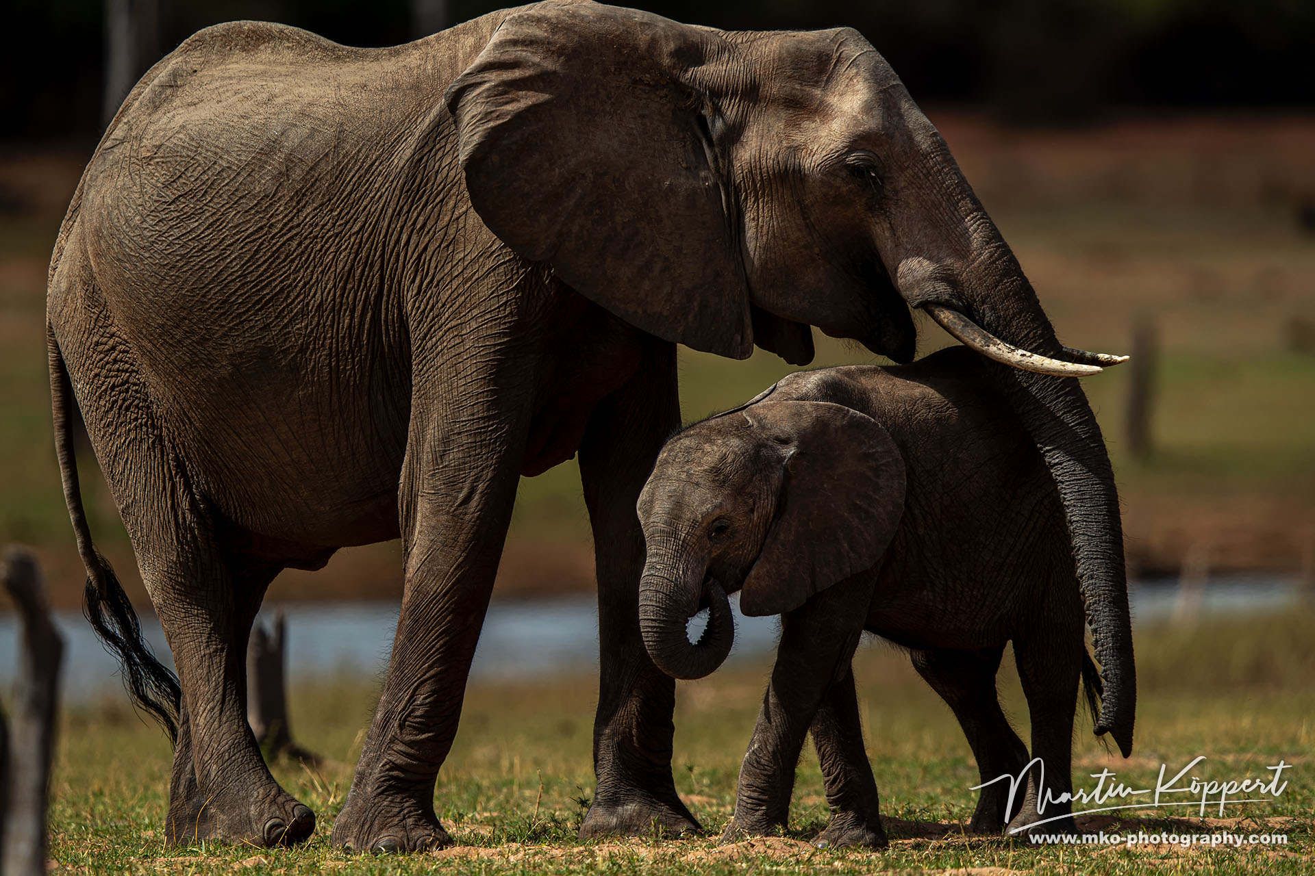 Elephant Matusadona NP Zimbabwe