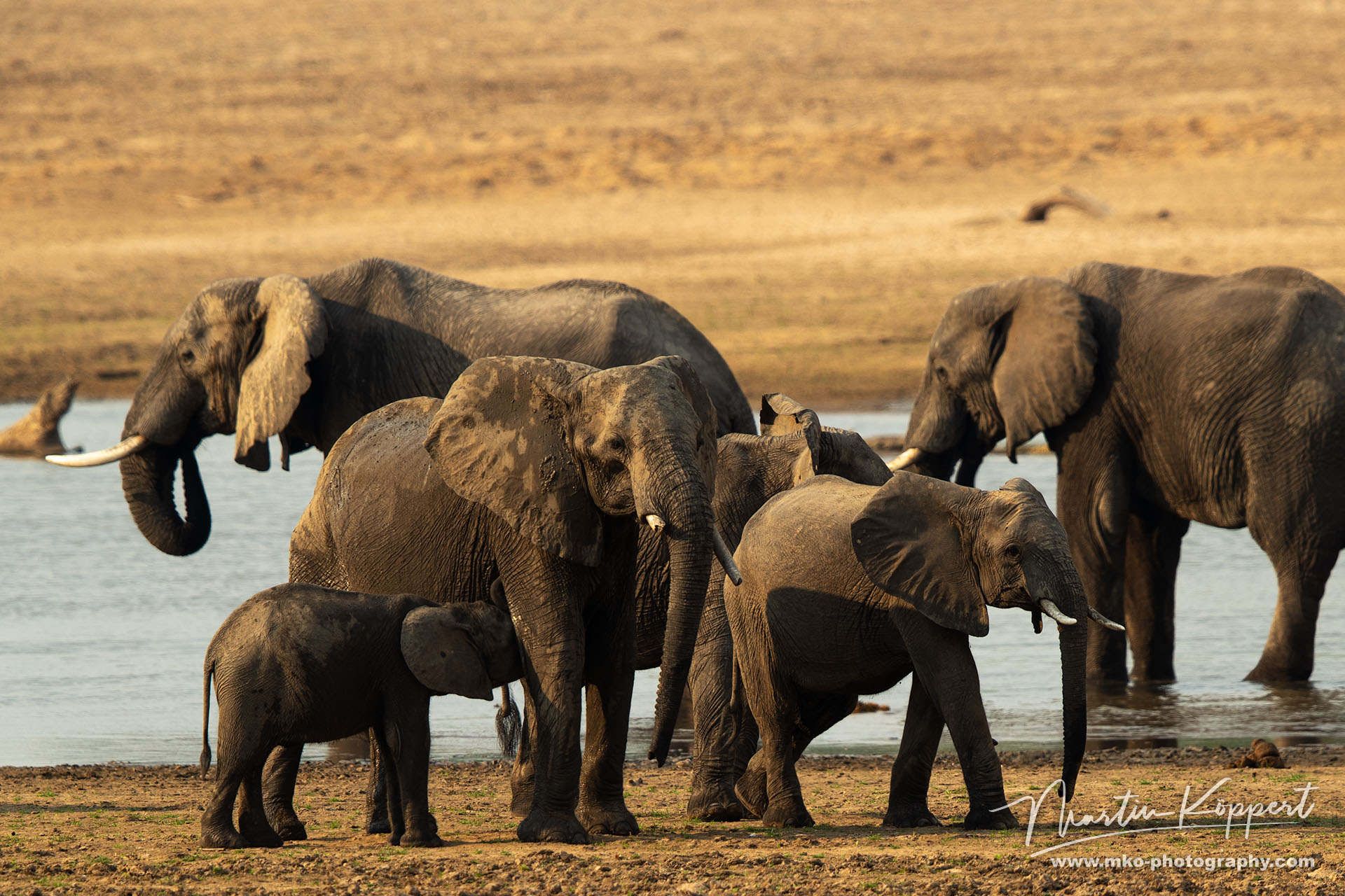 Elephant South Luangwe Zambia