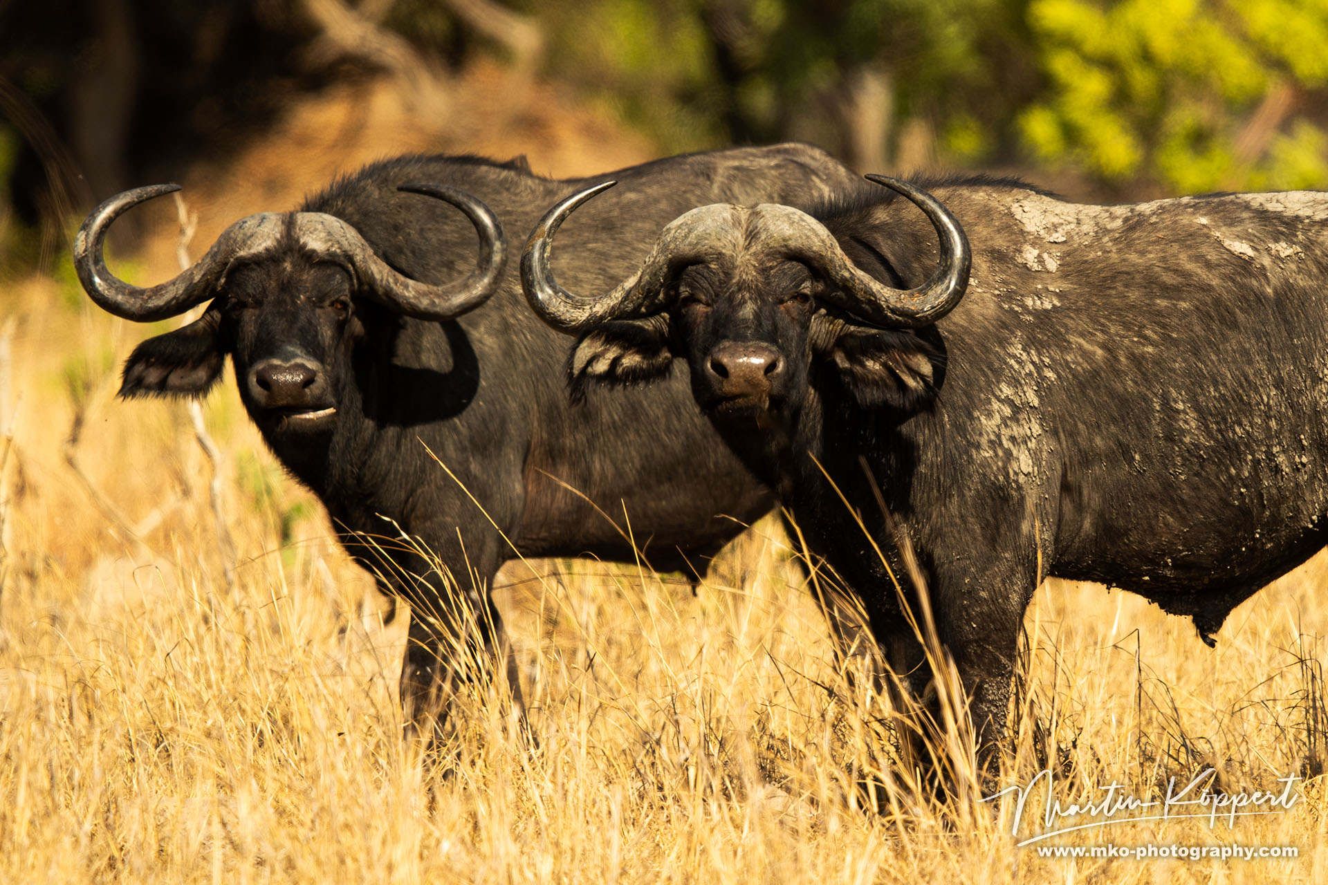 Kaffir Buffalo Kafue NP West Zambia