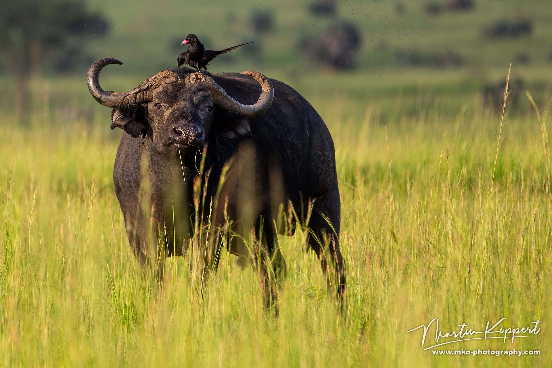 Kaffir Buffalo Murchison NP Northwest Uganda