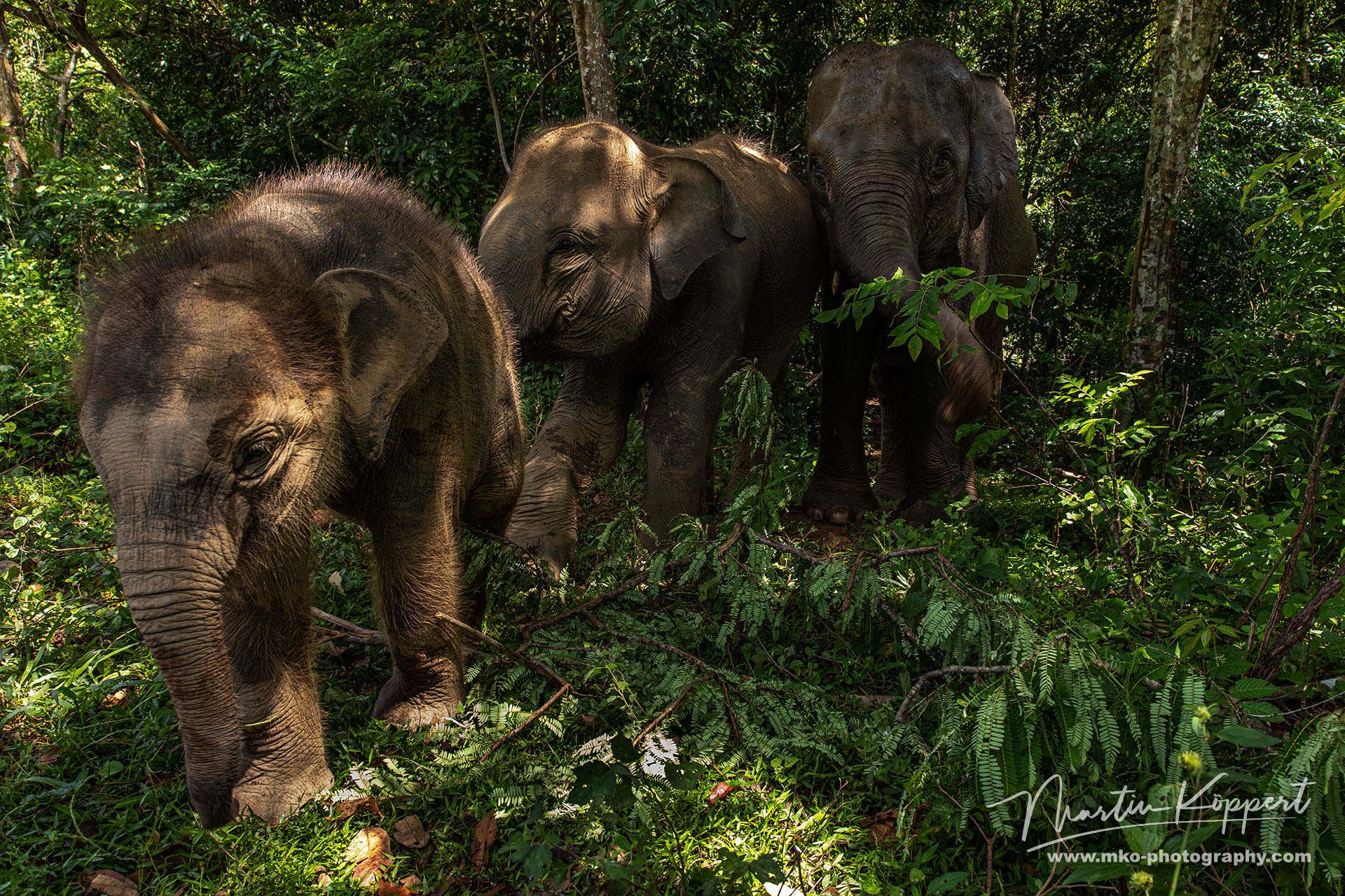 Elephants Barumun NP Sumatra Indonesia