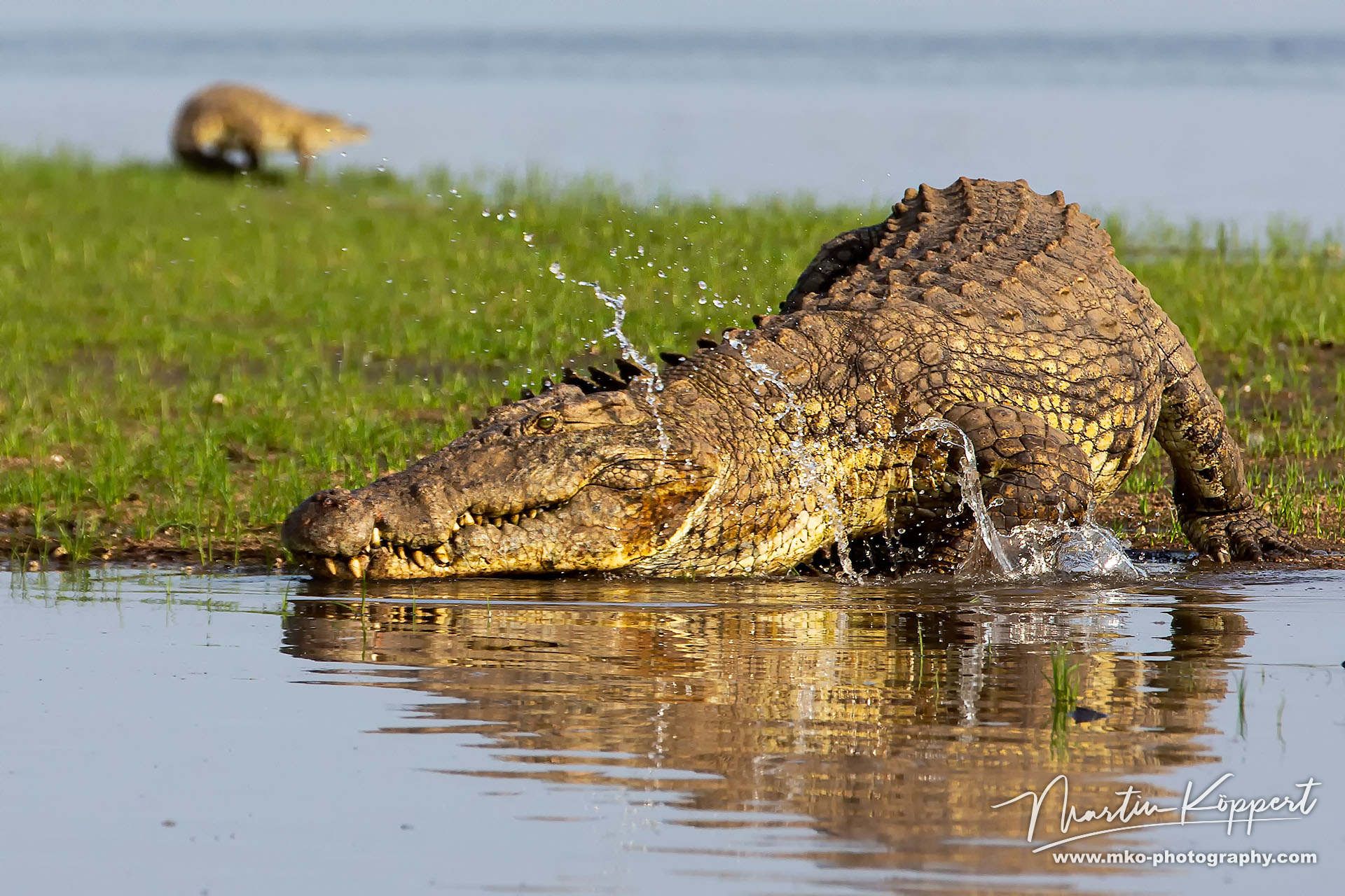 Crocodile Liwonde NP Malawi