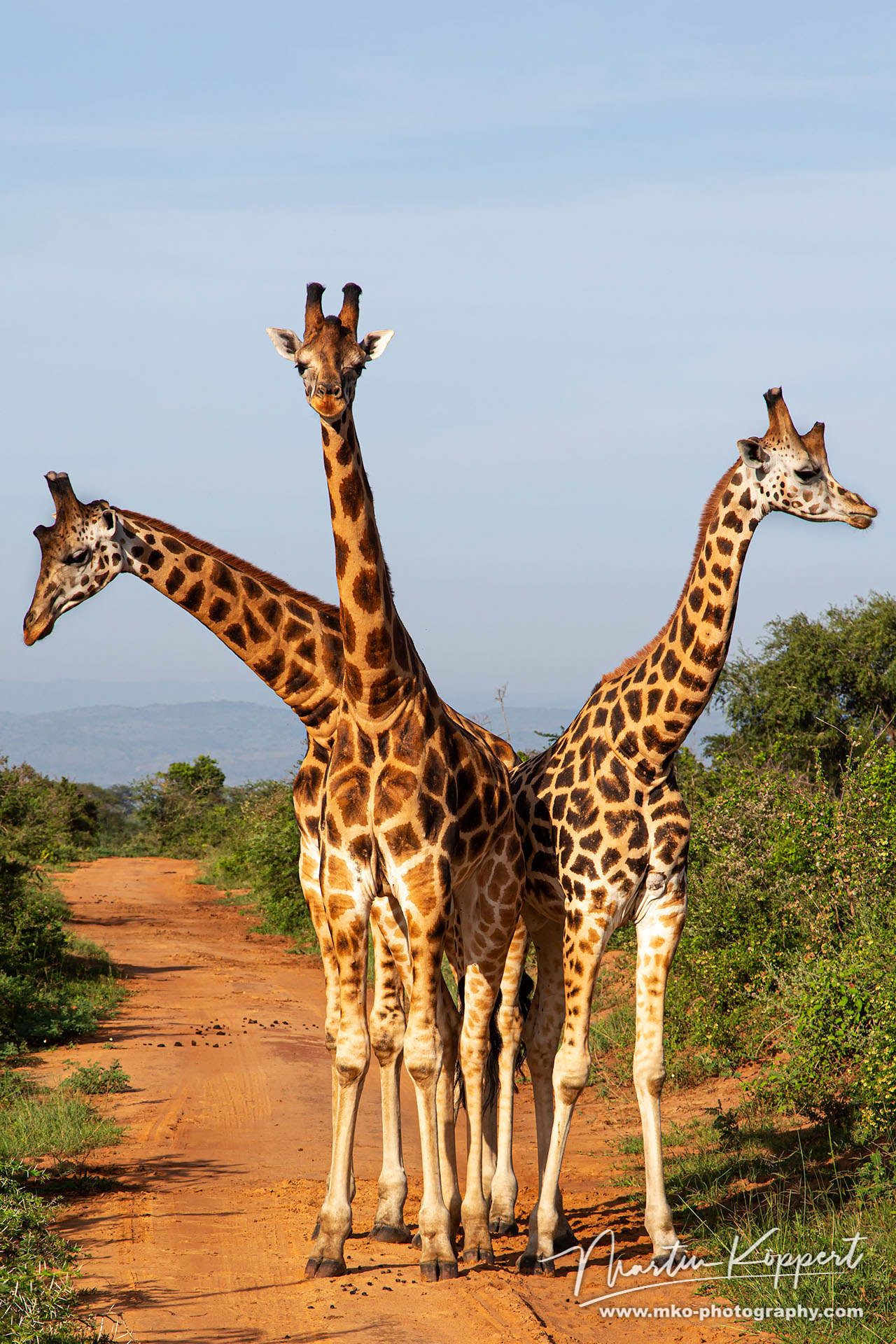 Giraffe Murchison NP Northwest Uganda