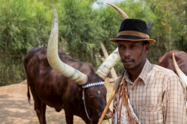 8R2A3423 Long Horn Cow Nyanza Rwanda