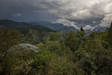 7P8A2887 Valle del Cocora Colombia