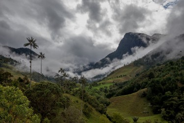7P8A2926 Valle del Cocora Colombia