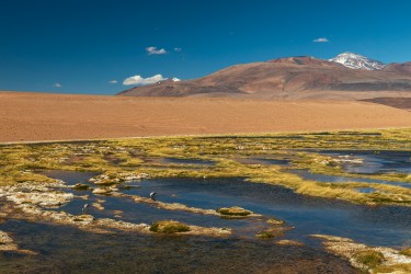 7P8A7315 Parque Nacional Tres Cruces Desierto de Atacama Chile