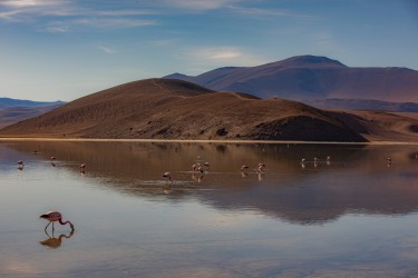 7P8A7656 Flammingos Laguna Santa Rosa Parque Nacional Tres Cruces Desierto de Atacama Chile