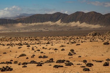 7P8A7796 Pan de Azucar Desierto de Atacama Chile