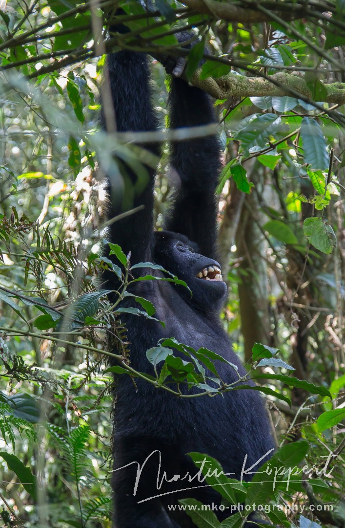 8R2A6188 Gorilla Bwindi NP Southwest Uganda