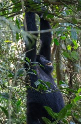8R2A6188 Gorilla Bwindi NP Southwest Uganda