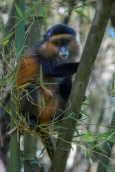 8R2A5663 Golden Monkey Mgahinga NP South Uganda