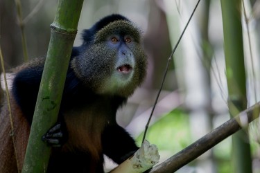 8R2A5776 Golden Monkey Mgahinga NP South Uganda