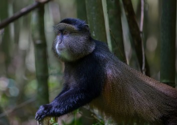 8R2A5789 Golden Monkey Mgahinga NP South Uganda