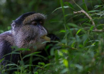 8R2A5807 Golden Monkey Mgahinga NP South Uganda