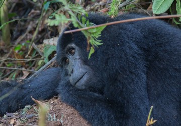 8R2A6193 Gorilla Bwindi NP Southwest Uganda