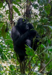 8R2A6212 Gorilla Bwindi NP Southwest Uganda