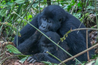8R2A6224 Gorilla Bwindi NP Southwest Uganda