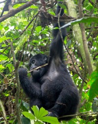 8R2A6345 Gorilla Bwindi NP Southwest Uganda