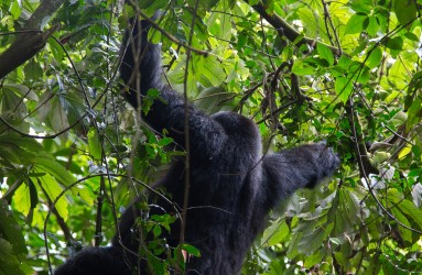 8R2A6359 Gorilla Bwindi NP Southwest Uganda