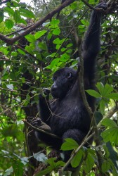 8R2A6381 Gorilla Bwindi NP Southwest Uganda