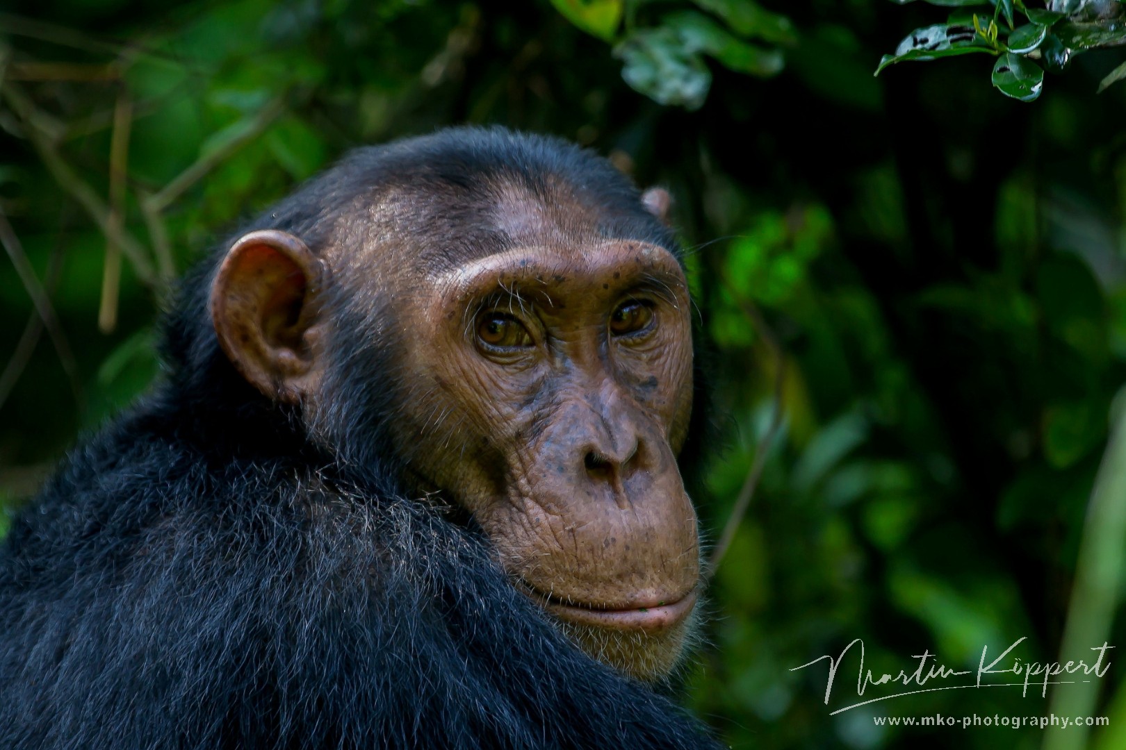 8R2A6441 Chimp Kyambura Gorge Queen Elizabeth NP West Uganda