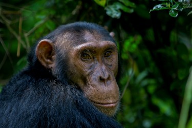 8R2A6441 Chimp Kyambura Gorge Queen Elizabeth NP West Uganda