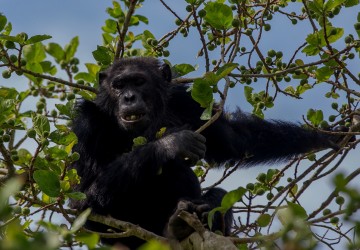 8R2A6455 Chimp Kyambura Gorge Queen Elizabeth NP West Uganda