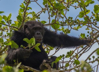 8R2A6465 Chimp Kyambura Gorge Queen Elizabeth NP West Uganda