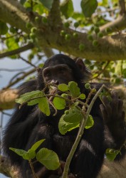 8R2A6469 Chimp Kyambura Gorge Queen Elizabeth NP West Uganda
