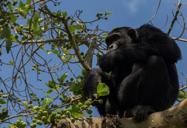8R2A6541 Chimp Kyambura Gorge Queen Elizabeth NP West Uganda