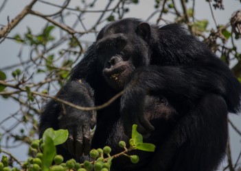 8R2A6557 Chimp Kyambura Gorge Queen Elizabeth NP West Uganda