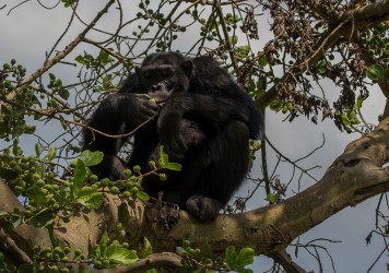 8R2A6569 Chimp Kyambura Gorge Queen Elizabeth NP West Uganda