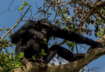 8R2A6585 Chimp Kyambura Gorge Queen Elizabeth NP West Uganda