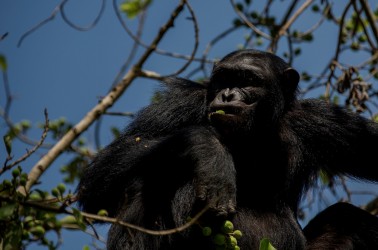 8R2A6598 Chimp Kyambura Gorge Queen Elizabeth NP West Uganda