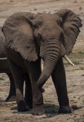 8R2A6746 Elephant Kazinga Channel Queen Elizabeth NP West Uganda