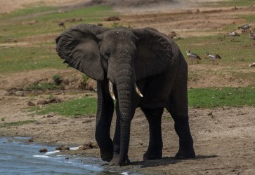 8R2A6751 Elephant Kazinga Channel Queen Elizabeth NP West Uganda