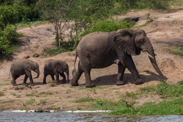 8R2A6792 Elephant Kazinga Channel Queen Elizabeth NP West Uganda
