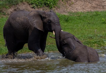 8R2A6797 Elephant Kazinga Channel Queen Elizabeth NP West Uganda