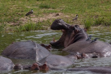 8R2A6983 Hippo Kazinga Channel Queen Elizabeth NP West Uganda